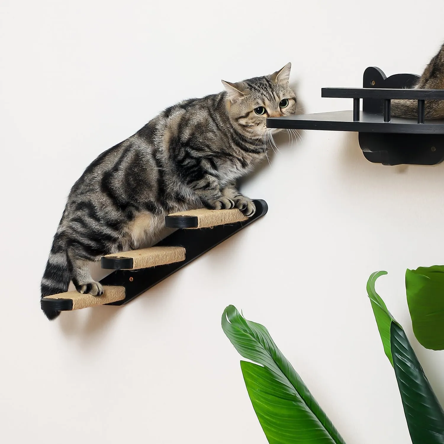 Cat Wall Steps, Cat Wall Shelves 3 Step Cat Stairway, Wood Cat Ladder Cat Steps for Wall, Cat Climbing Wall Stairs for Cats Shelves Platform Supplies(Black)