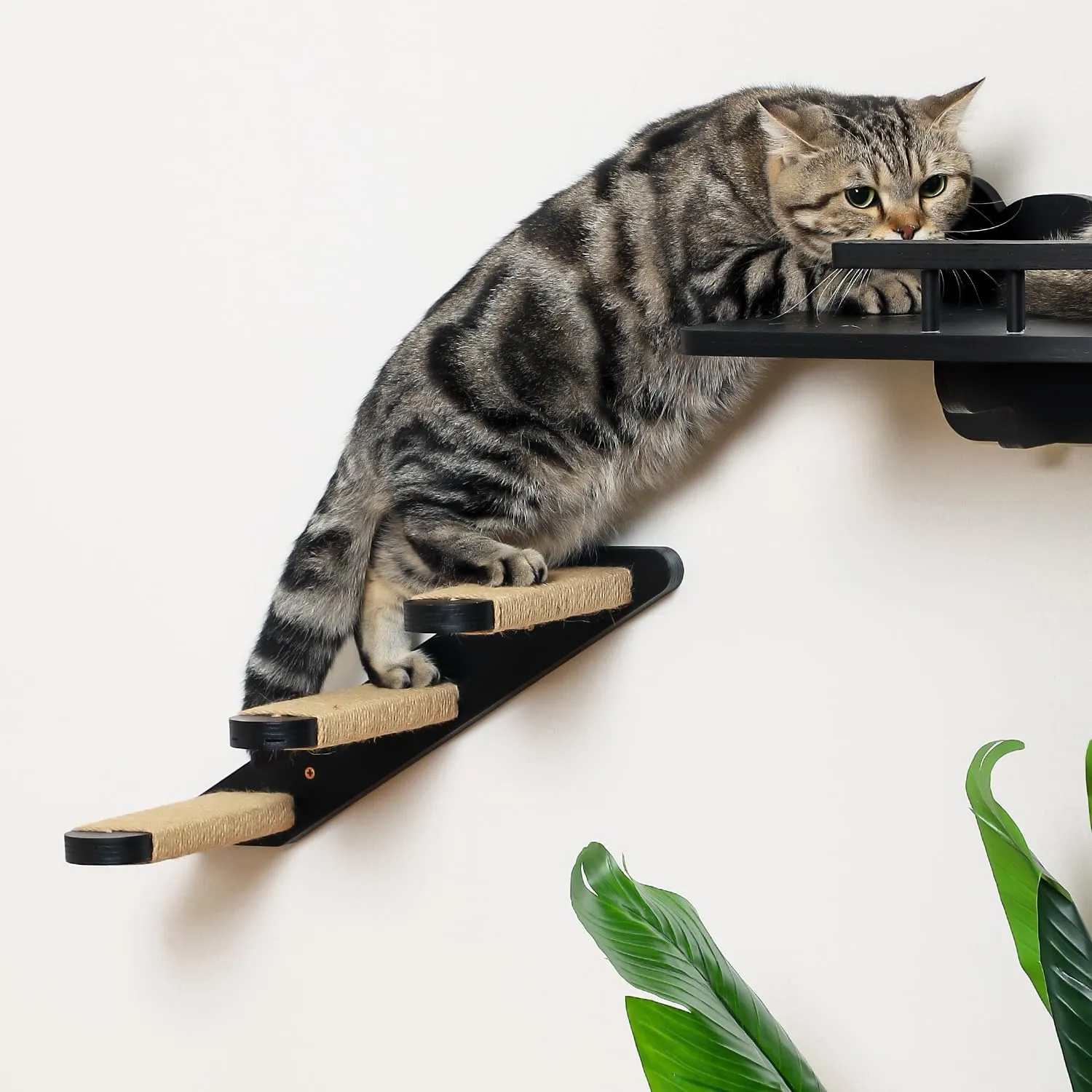 Cat Wall Steps, Cat Wall Shelves 3 Step Cat Stairway, Wood Cat Ladder Cat Steps for Wall, Cat Climbing Wall Stairs for Cats Shelves Platform Supplies(Black)