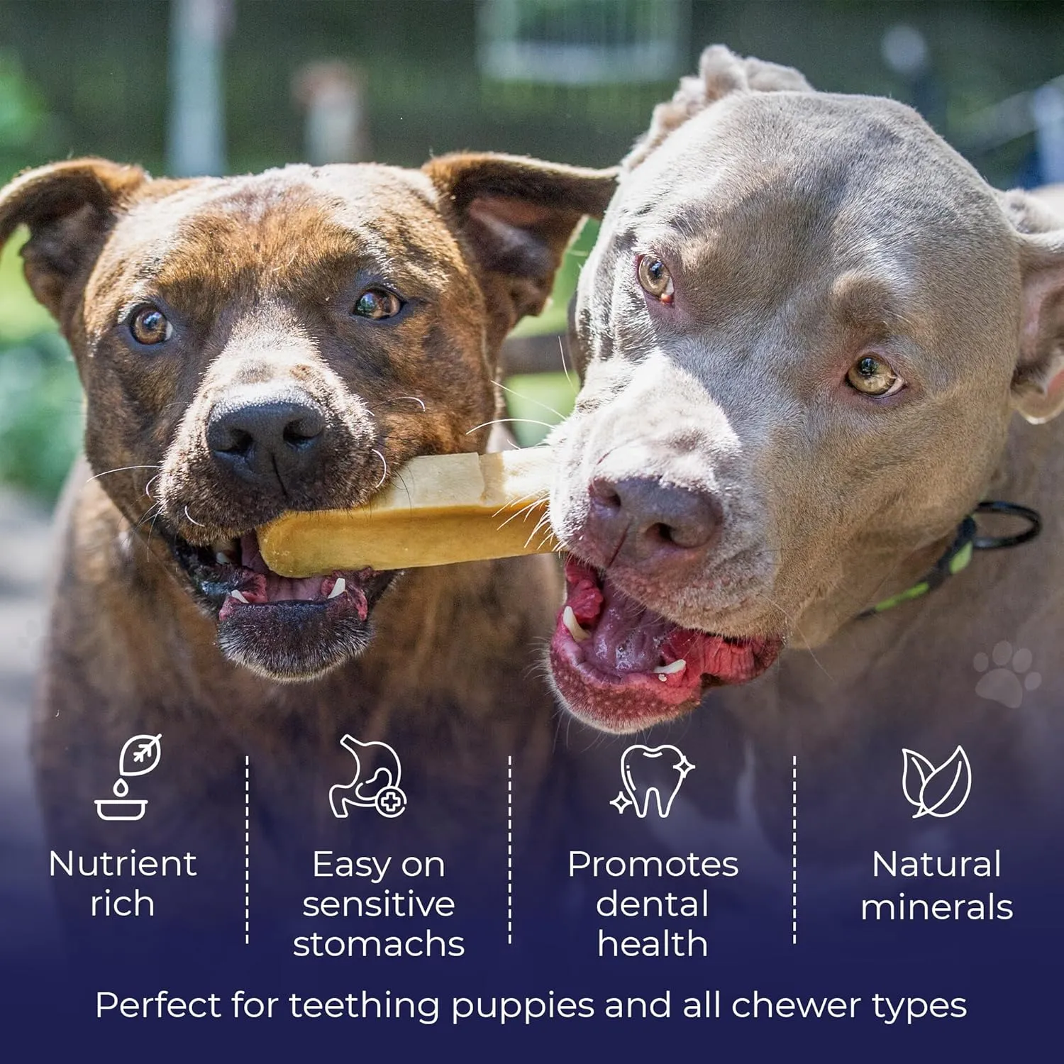 Devil Dog Pet Co. Himalayan Yak Cheese Dog Chews, Monster - 3 Pack, 100% Natural & Healthy, Lactose-Free, Long-Lasting Dog Treats, Premium Yak Milk Chew Bones for Dogs