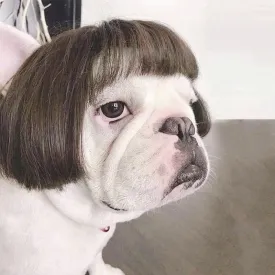 Head Wigs Pet Costumes