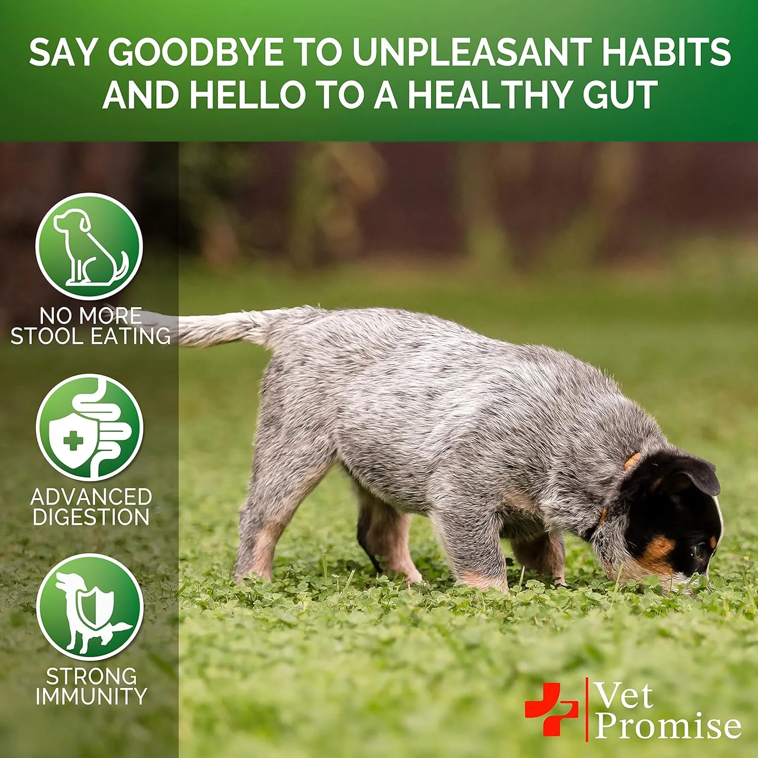 No Poo Chews for Dogs - Coprophagia Stool Eating Deterrent for Dogs - Stop Dog Poop Eating - Probiotics & Digestive Enzymes Supplement - Made in USA - Vet Formulated - 120 Soft Treats