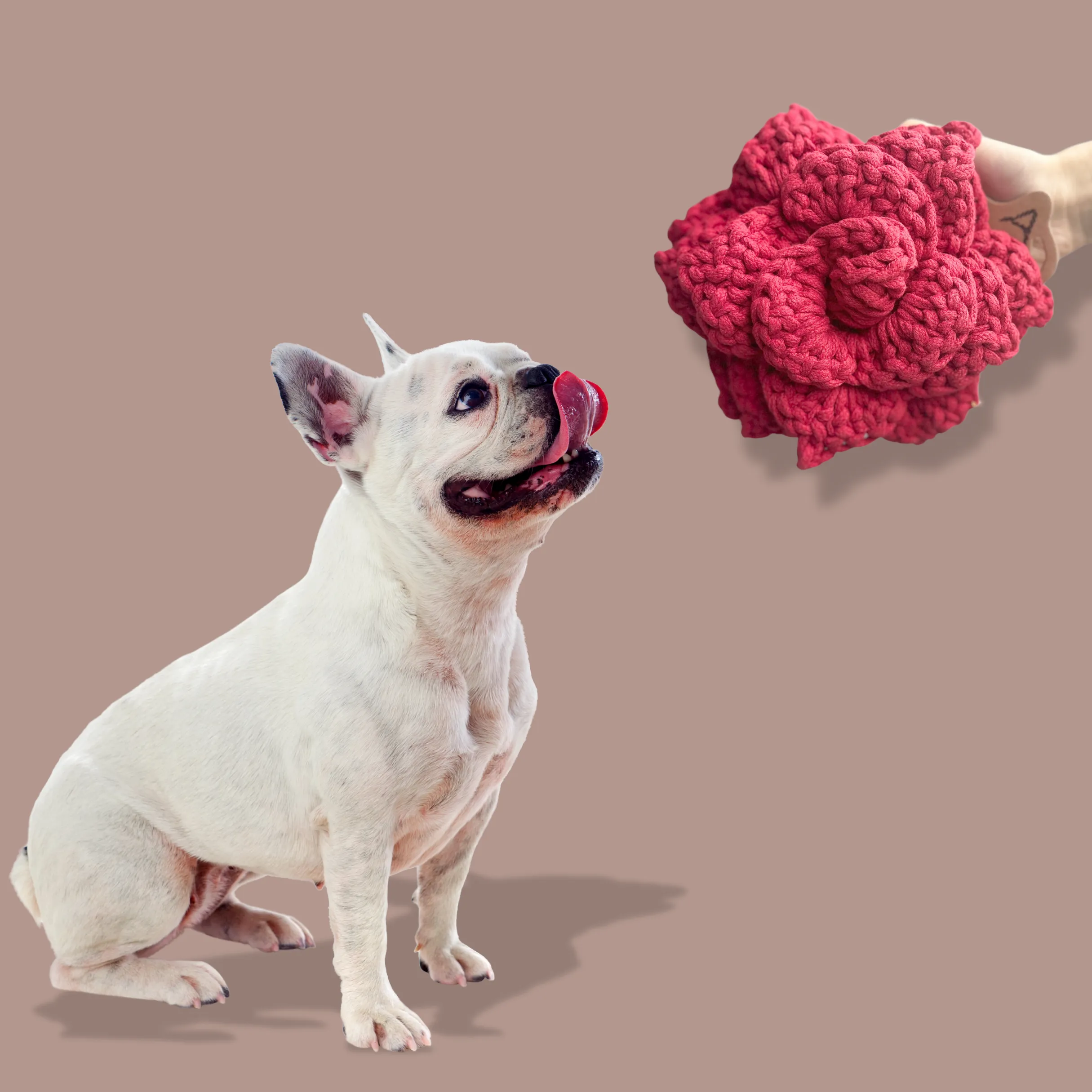 Poinsettia Blossom: Snuffle Flower Dog Toy